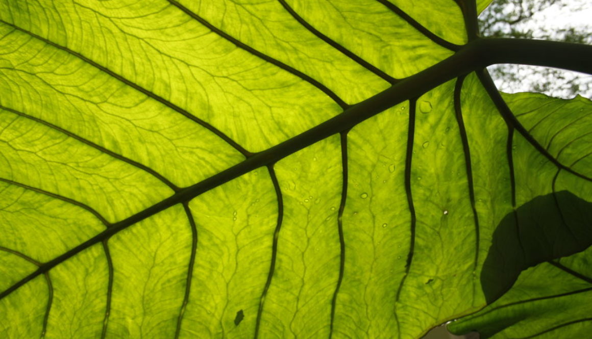 Harness Customer Feedback for long lasting success!