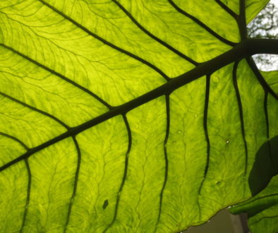 Harness Customer Feedback for long lasting success!